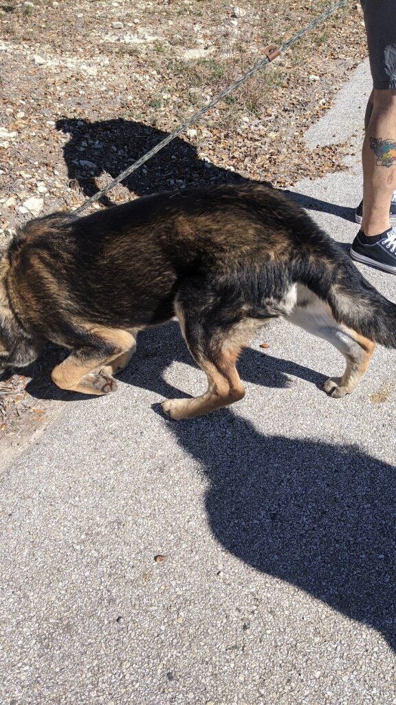 Kendall County Animal Shelter in Comfort, TX