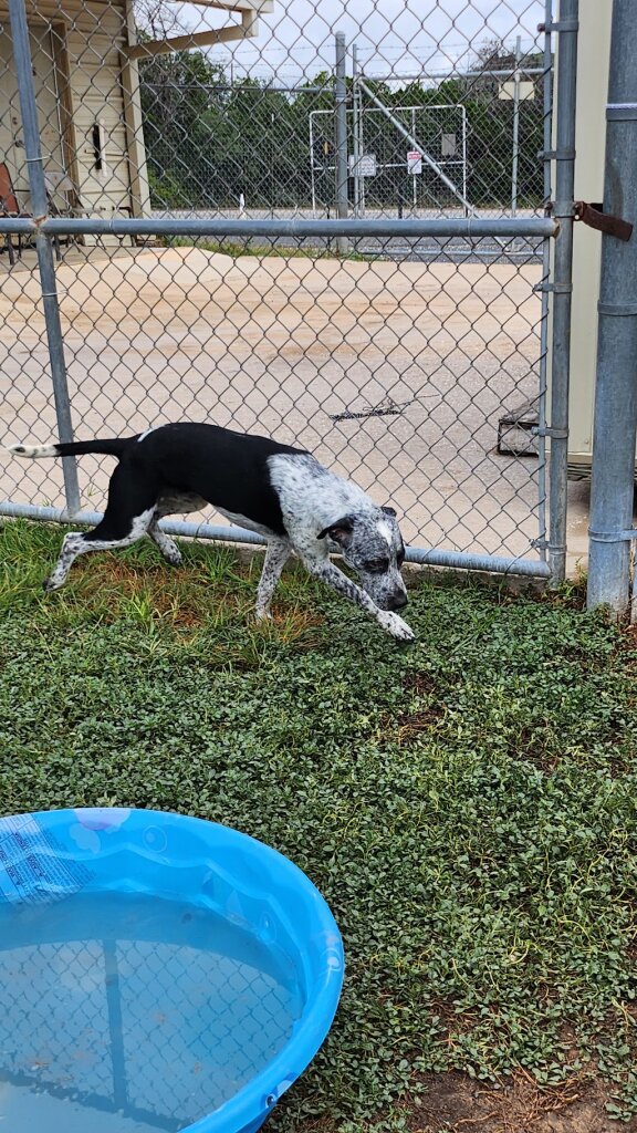 Kerr County Animal Control & Shelter in Kerrville, TX