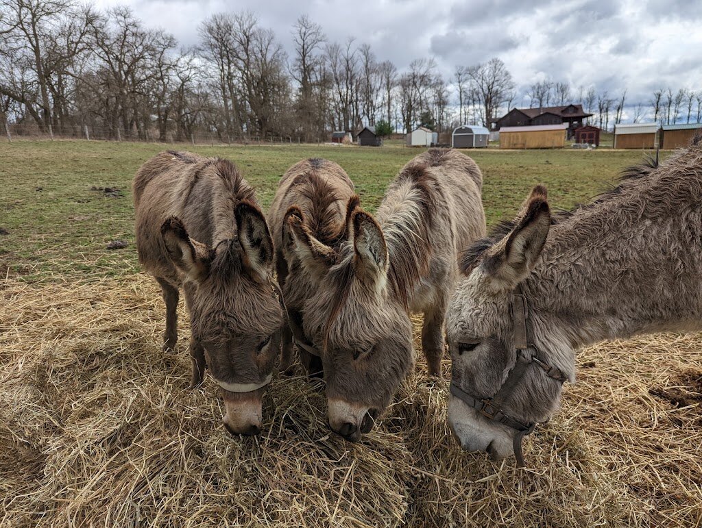 Kindred Spirits Rescue Ranch animal shelter in Darlington, PA
