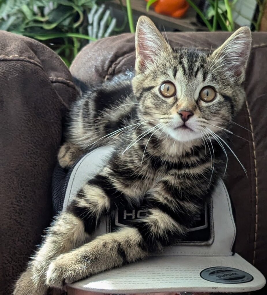 Kitten Rescue of Mason County animal shelter in Shelton, WA