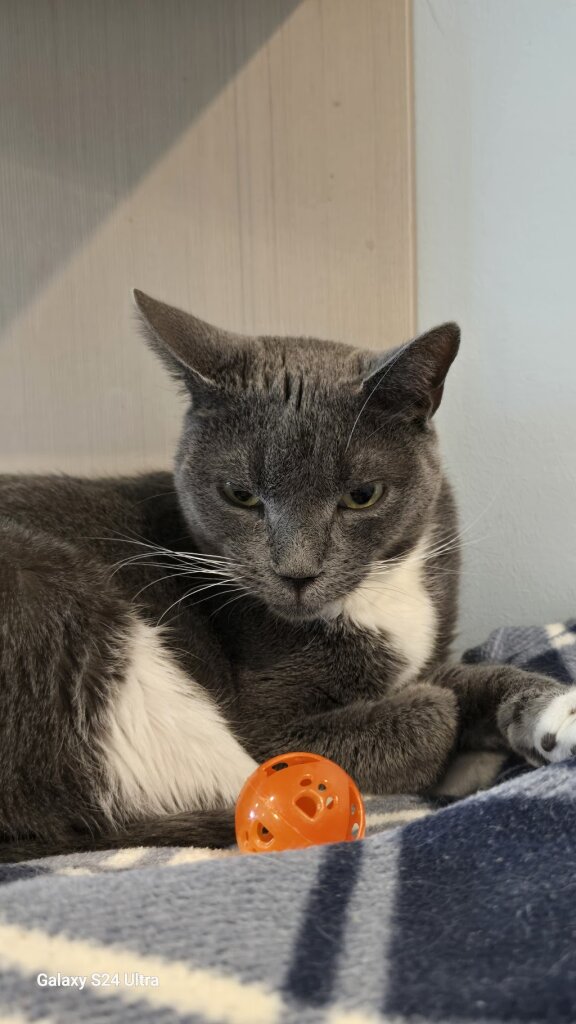 Kitty Cottage Adoption Center Inc animal shelter in Norristown, PA
