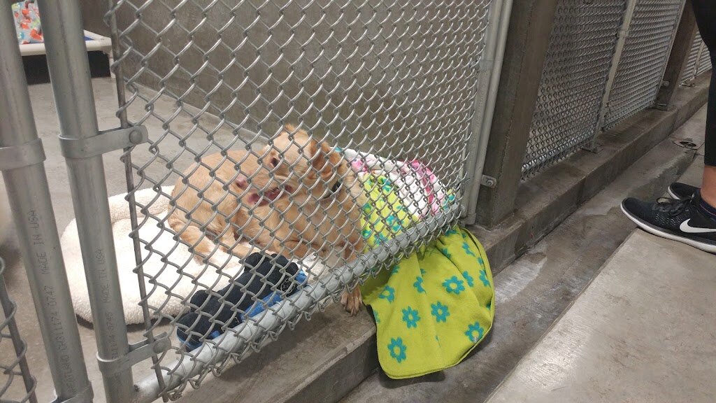 Klamath Animal Shelter in Klamath Falls, OR