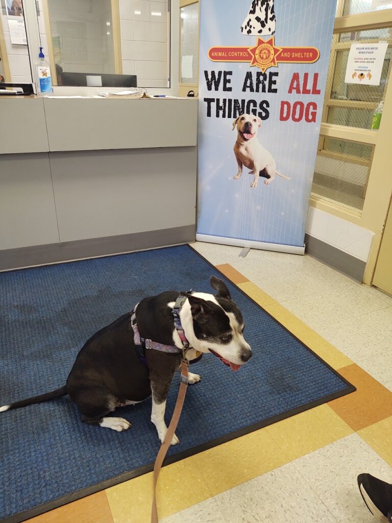 Knox County Dog Shelter in Mount Vernon, OH