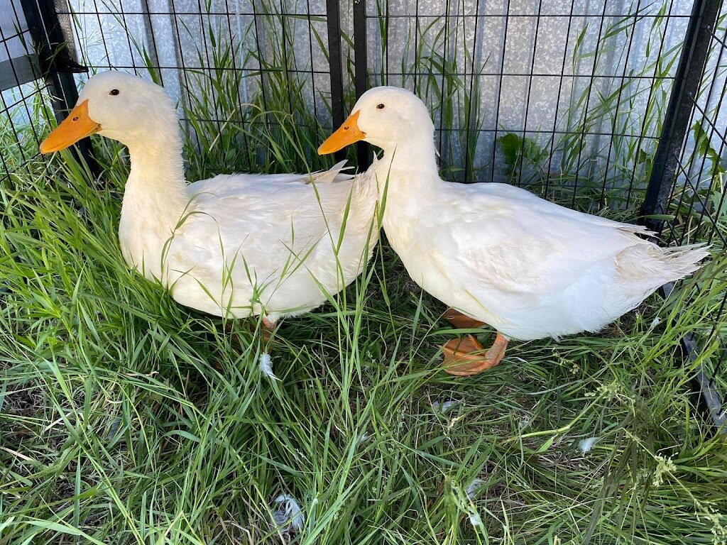 Kritter Krazy - Reptile and Exotic Rescue in Bottineau, ND
