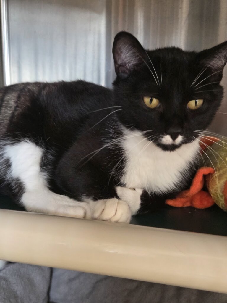 La Crescent Animal Rescue in La Crescent, MN