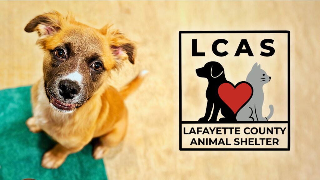 Lafayette County Animal Shelter in Oxford, MS