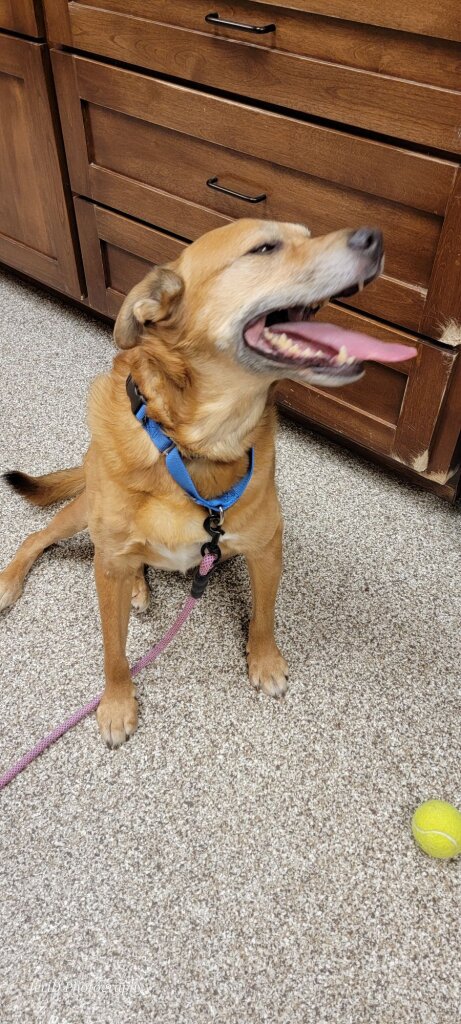 Lakeland Animal Shelter in Delavan, WI