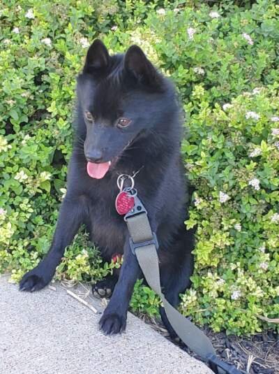 Lamar City Animal Shelter in Lamar, CO