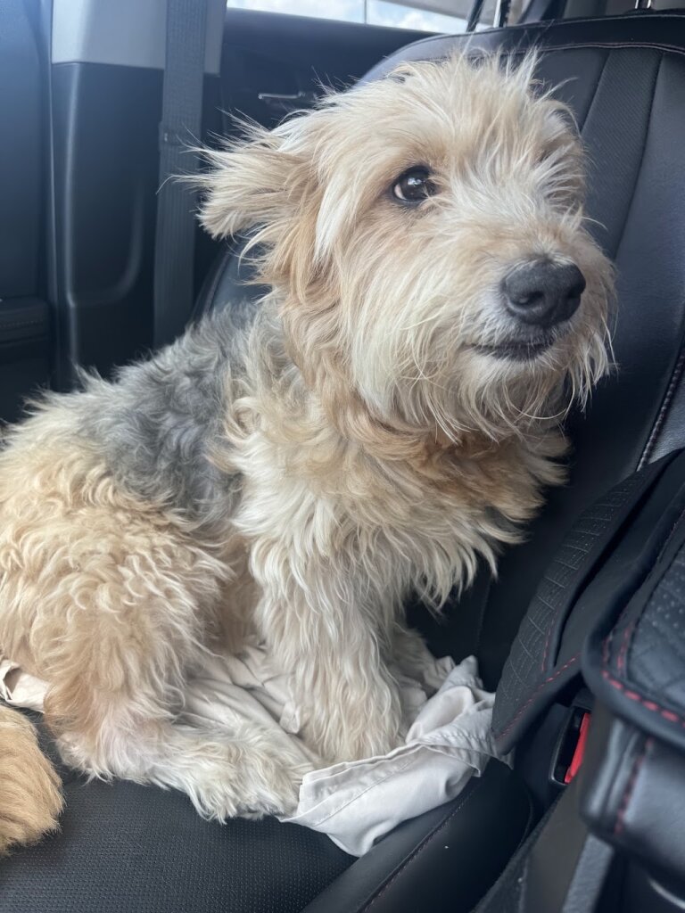 Lampasas Animal Shelter in Lampasas, TX