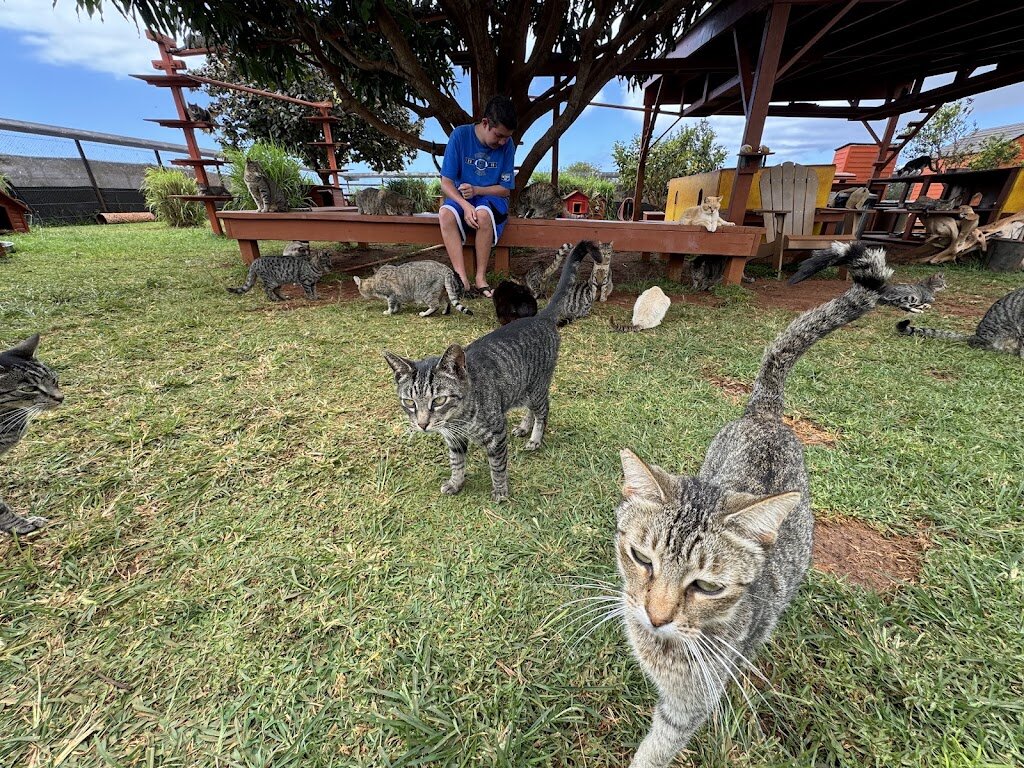Lānaʻi Cat Sanctuary animal shelter in Lanai City, HI