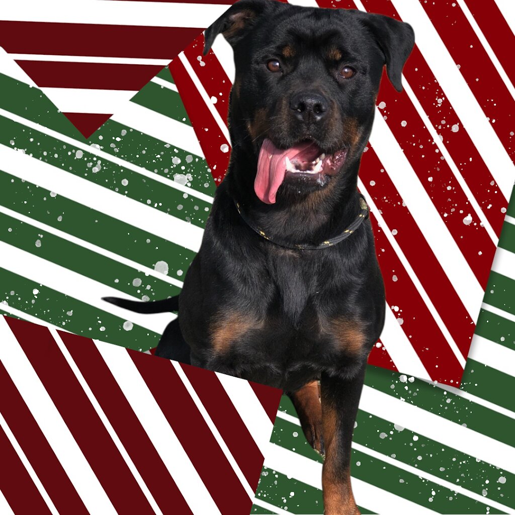 Lancaster Animal Shelter in Lancaster, TX