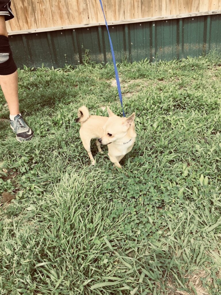 LARAS House (Limestone Animal Rescue Adoption Shelter) in Mexia, TX