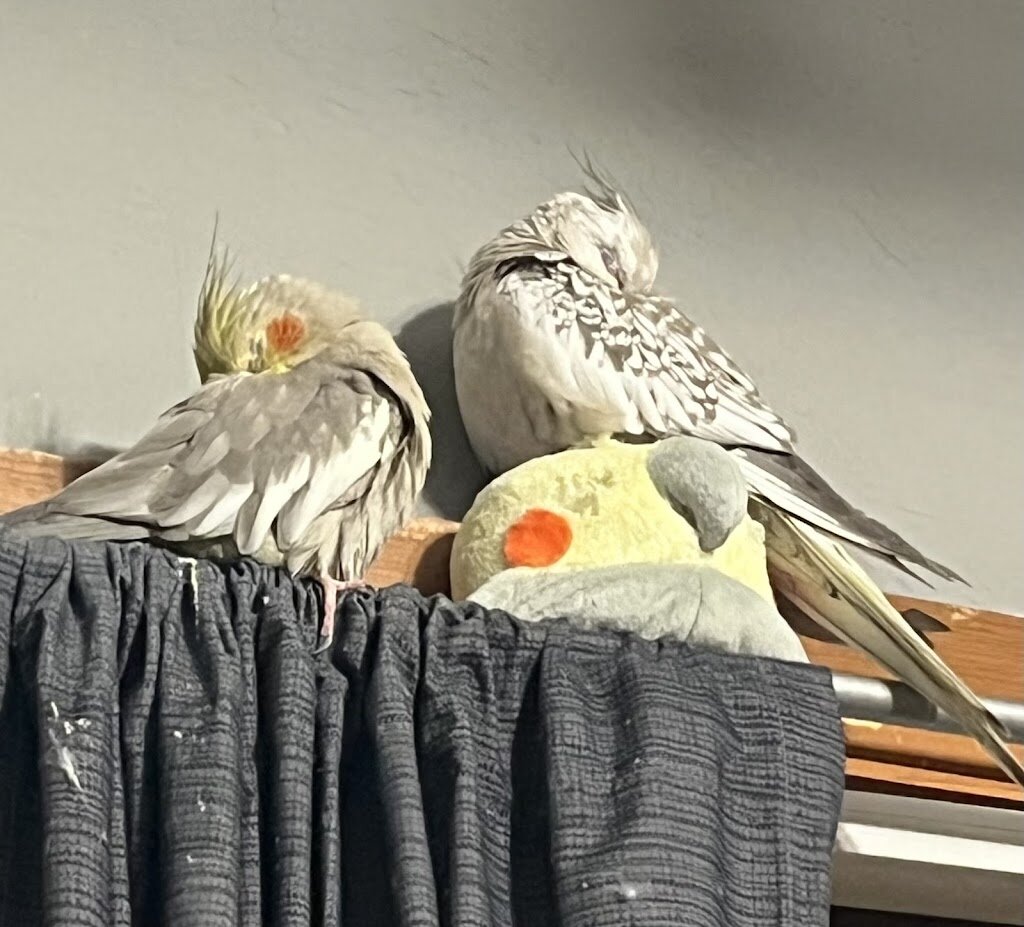 LARRS - Lakeshore Avian and Reptile Rescue and Sanctuary, Inc. in Sheboygan Falls, WI