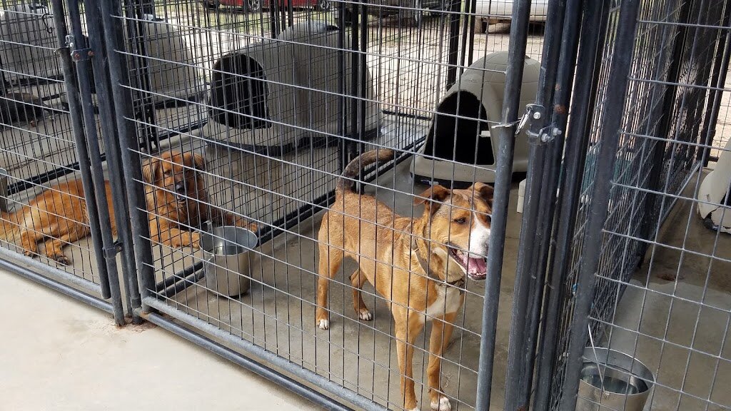 Last Chance Animal Rescue in Carlisle, SC