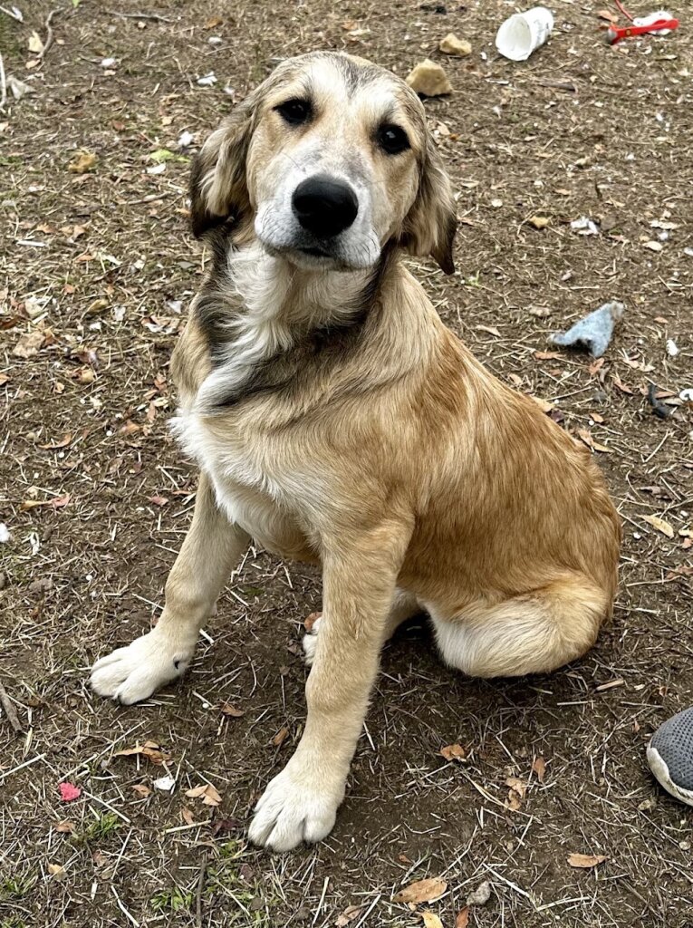 Last Chance Dog Rescue in Forreston, TX