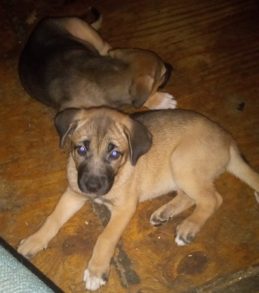 Lauderdale County Animal Shelter in Ripley, TN
