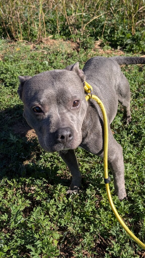 Laurens County Sheriff's Animal Shelter in Laurens, SC