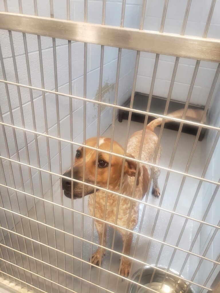 Lawrence County Animal Shelter in Ironton, OH