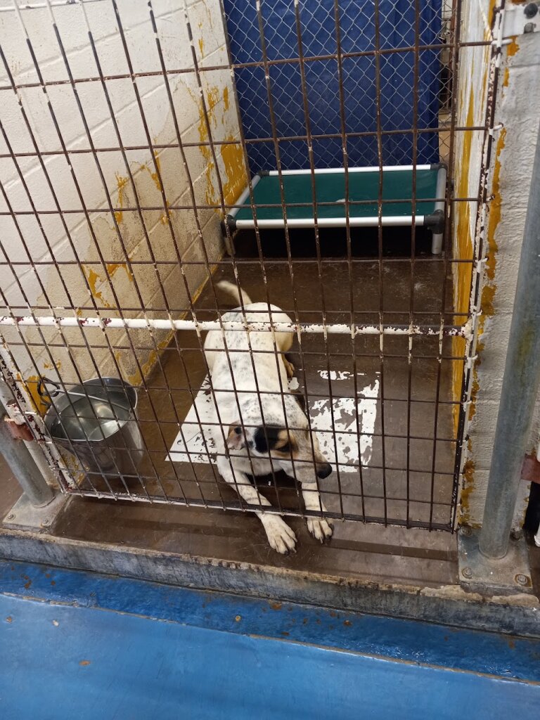 Lawton Animal Welfare animal shelter in Lawton, OK