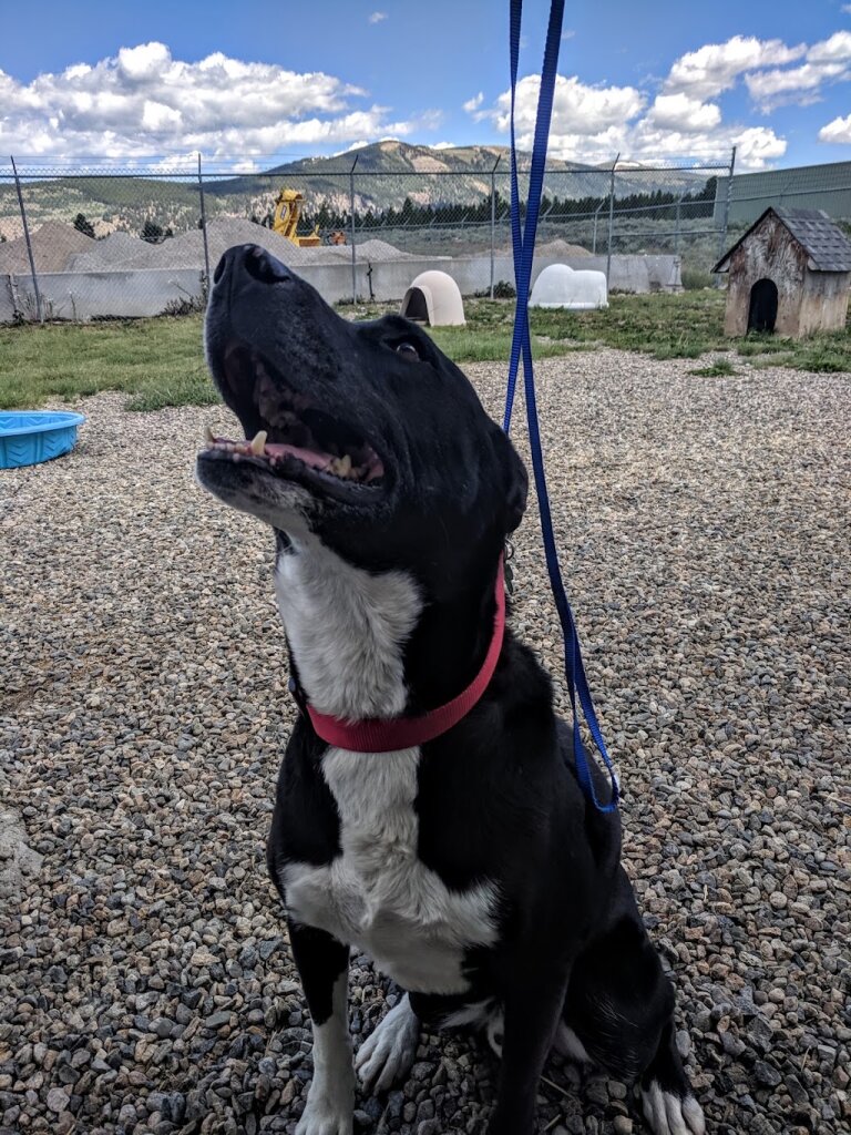 Leadville/Lake County Animal Shelter in Leadville, CO