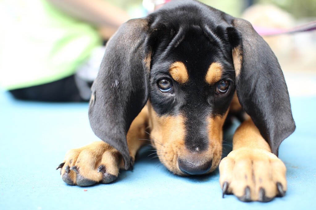 Leon County Humane Society in Tallahassee, FL