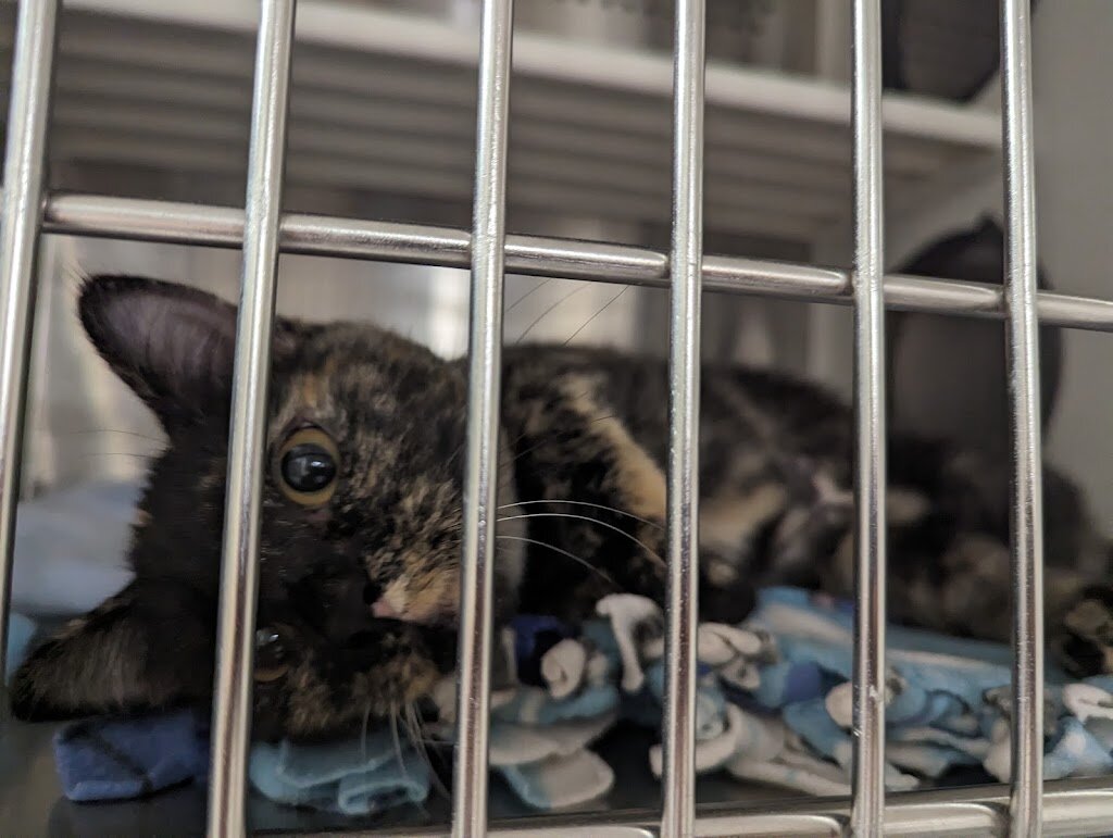 Lester C Howick Animal Shelter in Fayetteville, AR