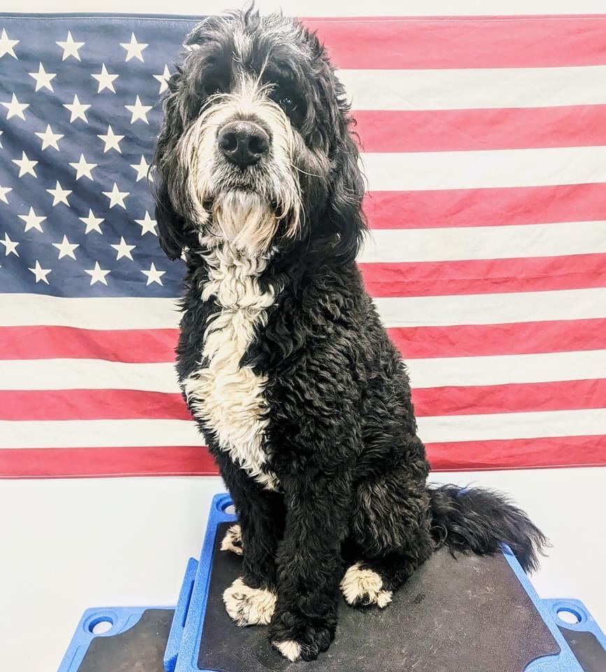 Liberty K9 Rescue Ranch in Barnum, MN