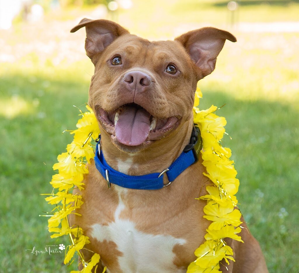Lincoln Animal Shelter in Lincoln, RI