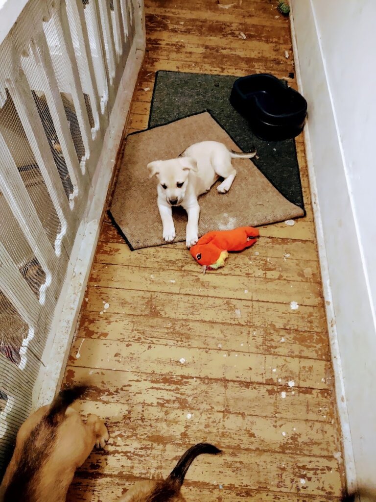 Lincoln County Animal Shelter in Libby, MT