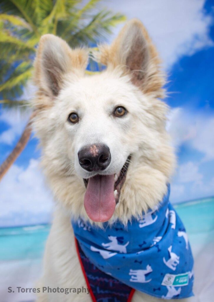 Lincoln Park Animal Shelter in Lincoln Park, MI