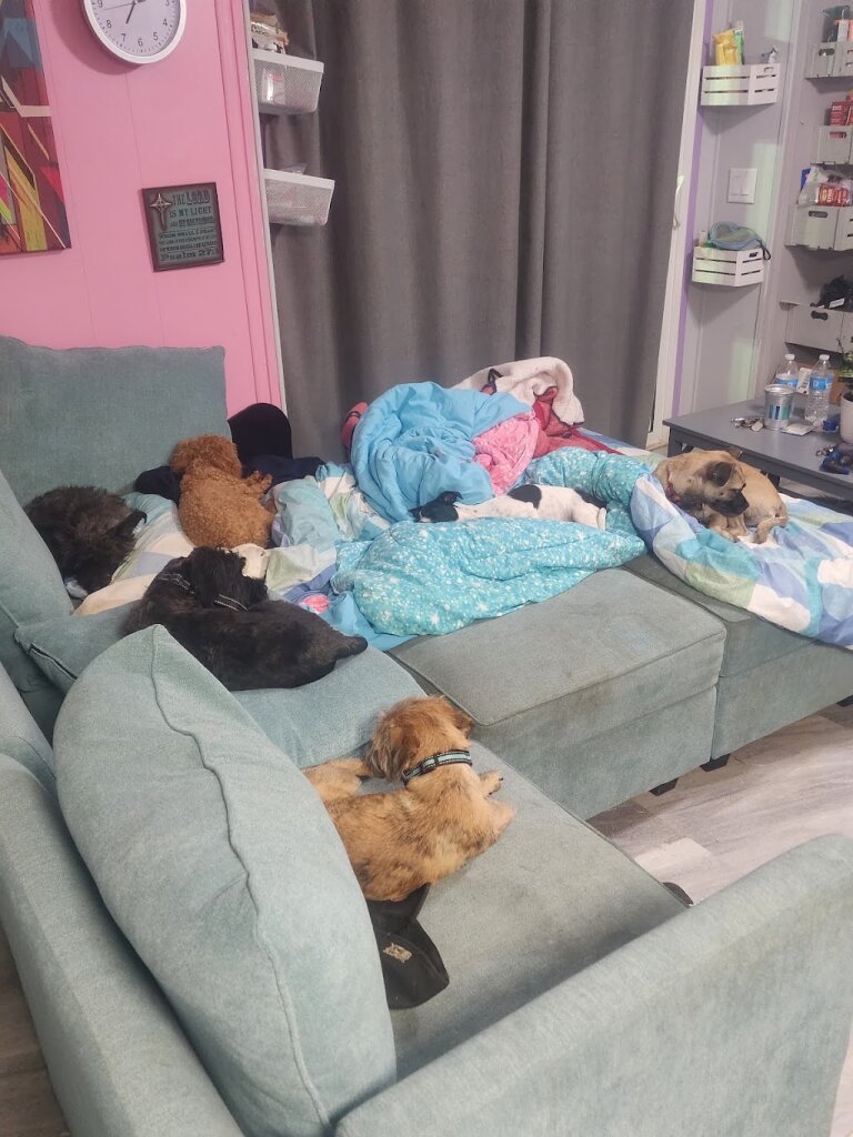 Little Angels Dog Rescue in Saint David, AZ