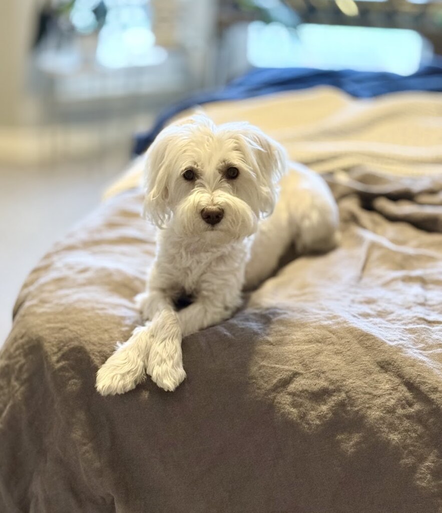 Little Dog Rescue of North Texas, Inc. in Little Elm, TX