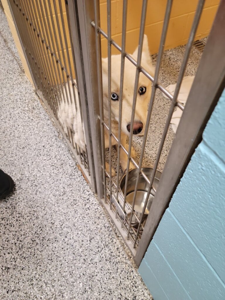 Little Elm Animal Shelter in Denton, TX