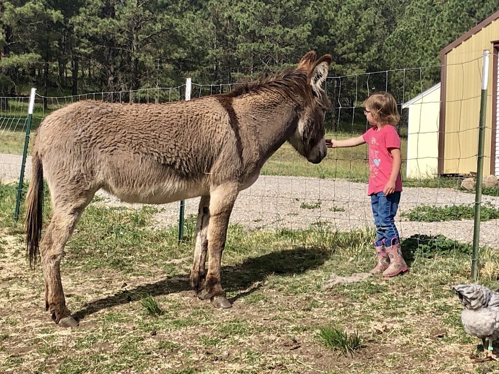 Little J Ranch Farm Sanctuary animal shelter in Cloudcroft, NM