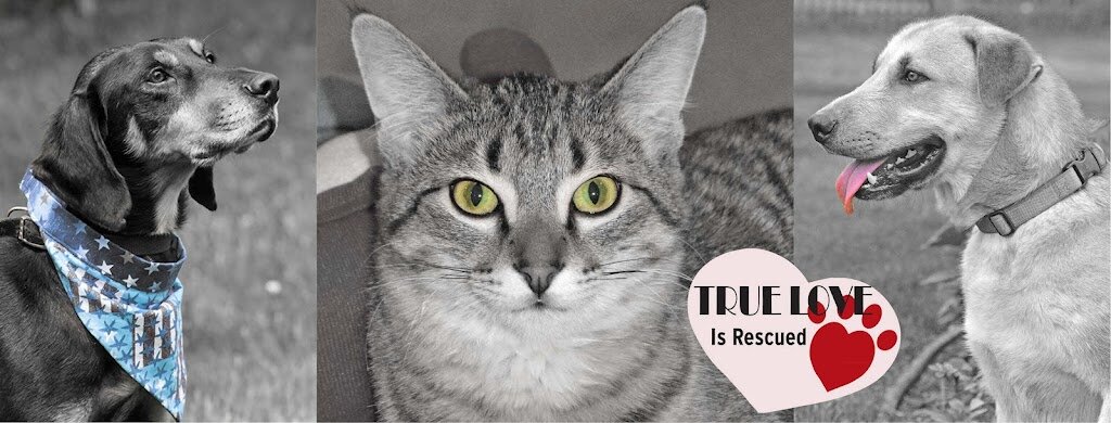 Little Traverse Bay Humane Society animal shelter in Harbor Springs, MI