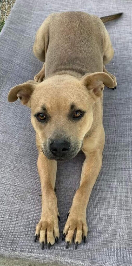 Llano Animal Rescue in Llano, TX