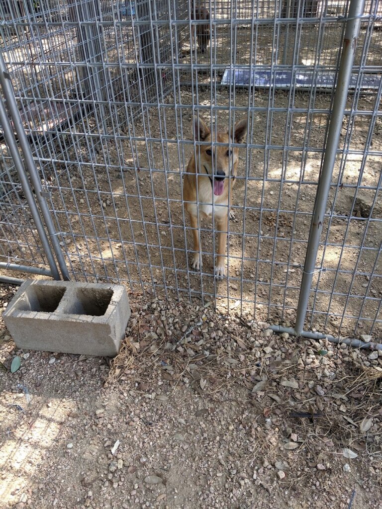 Lockhart Animal Shelter in Lockhart, TX