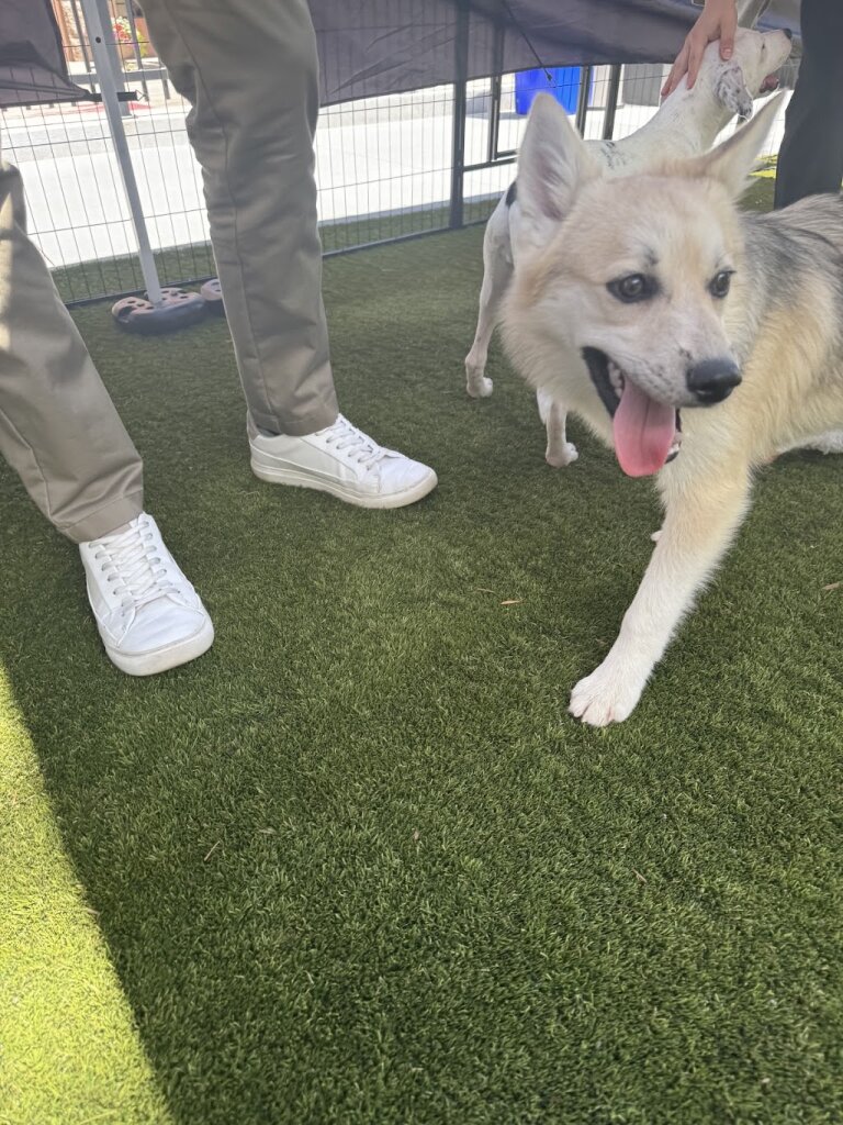 Lola's Rescue animal shelter in Aurora, CO