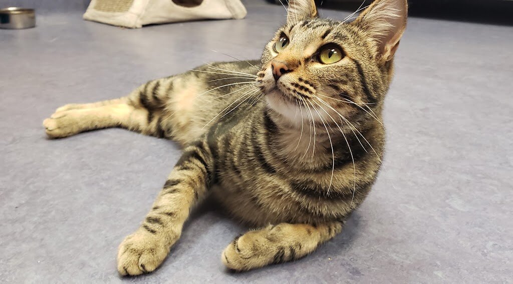 Lompoc Animal Shelter in Lompoc, CA