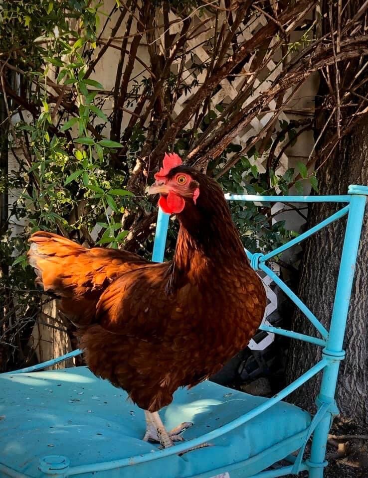 Lonesome Oak Farm Animal Sanctuary animal shelter in Arivaca, AZ