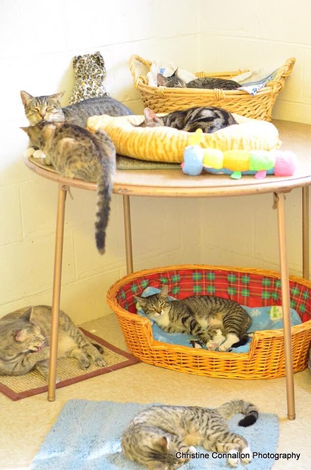 Long Beach Humane Society Kitty Cove in Island Park, NY
