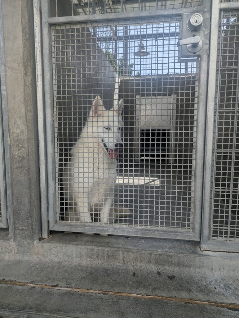 Los Angeles City East Valley Animal Shelter in Los Angeles, CA