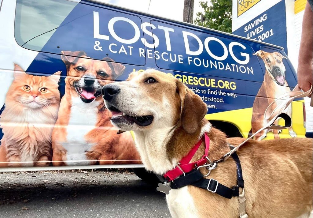 Lost Dog & Cat Rescue Foundation animal shelter in Falls Church, VA