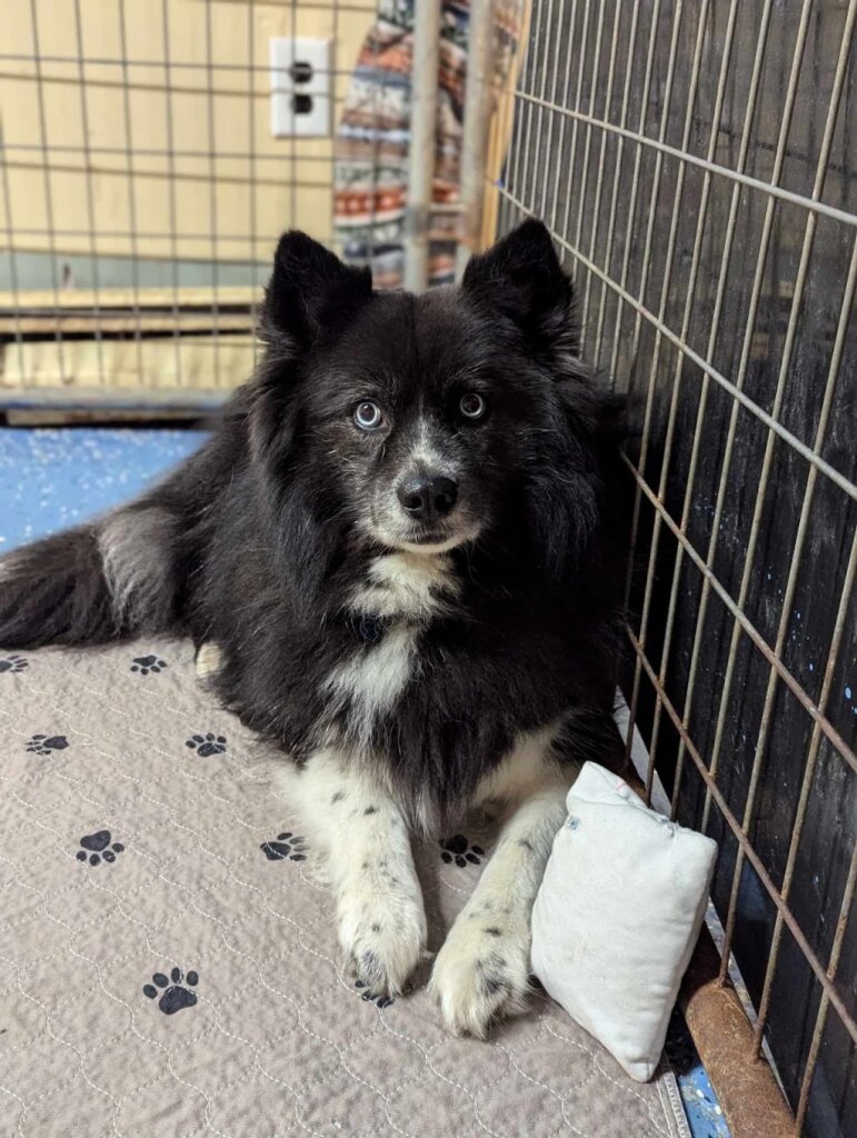 Lost My Way Animal Shelter in Claremont, NH