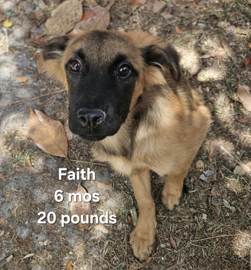 Lovable Paws Rescue and Sanctuary animal shelter in Ridgeland, SC