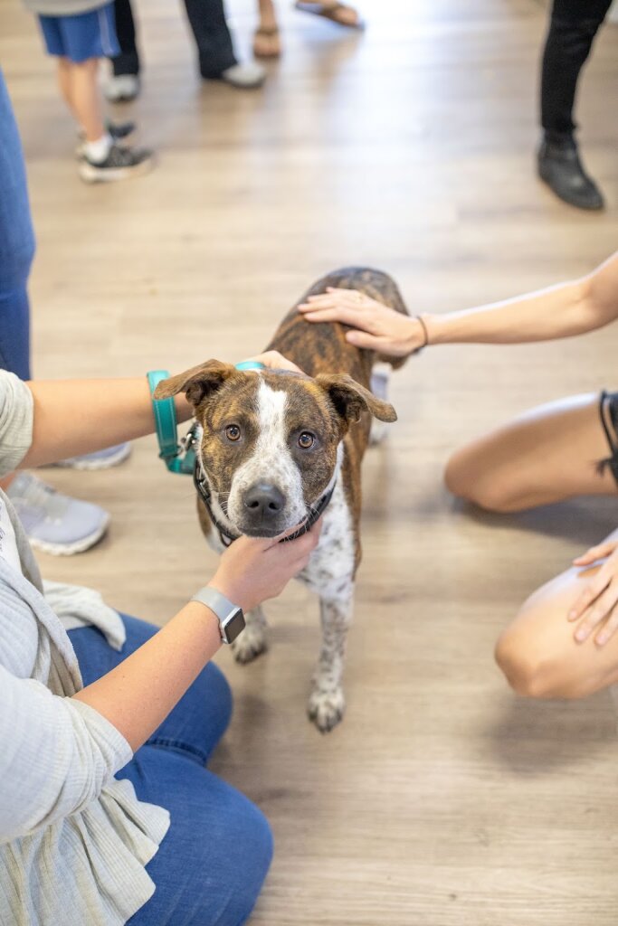 Love Them All Sanctuary + Rescue in Scottsdale, AZ