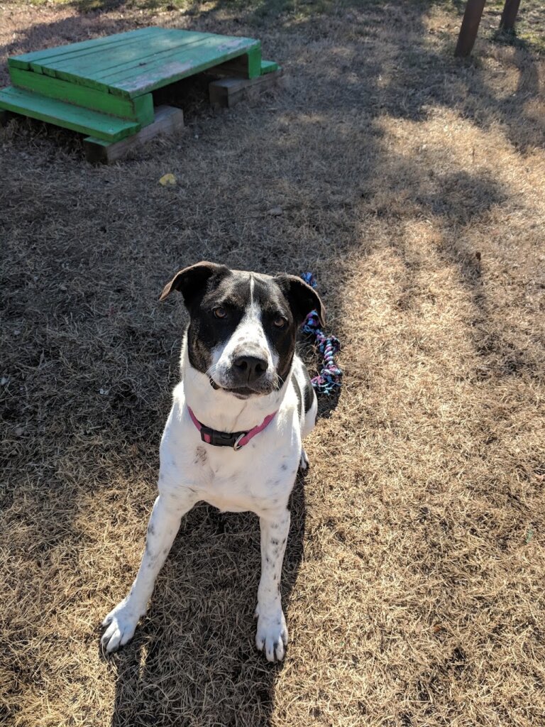 Loving Paws Adoption Center animal shelter in Crocker, MO