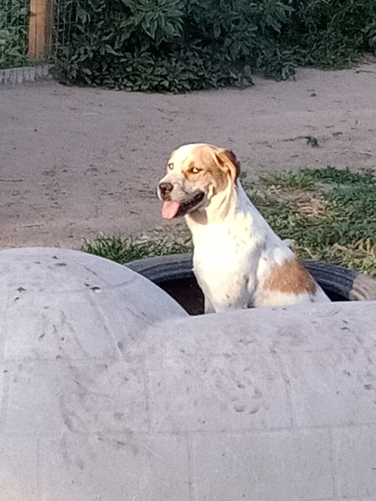 Loving Paws Dog Rescue in Tyrone, OK