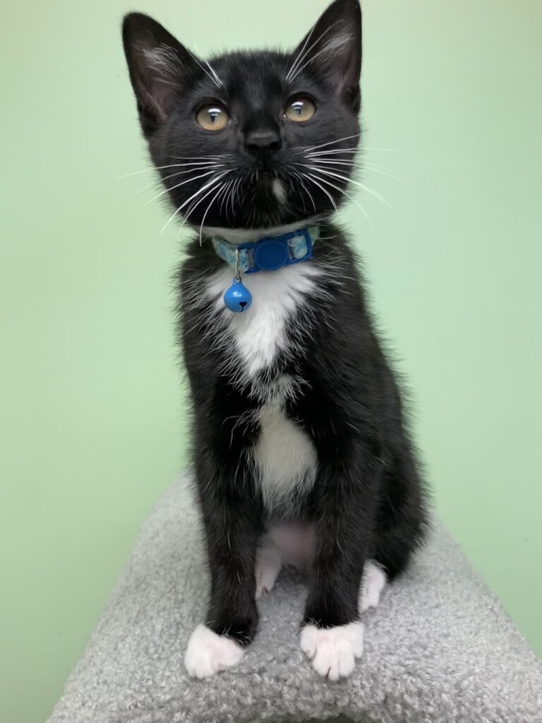 Luce County Animal Shelter in Newberry, MI