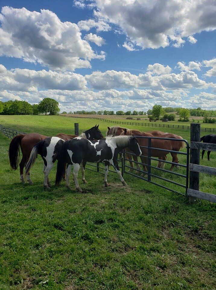Lucky Clover Rescue, Inc. in Waterford, WI